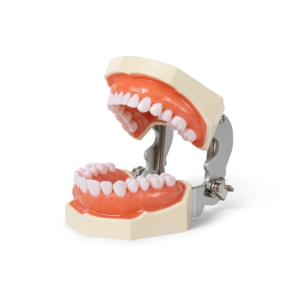 Typodont Teeth Model Detachable Removable 28pcs Screw-in Teeth Model