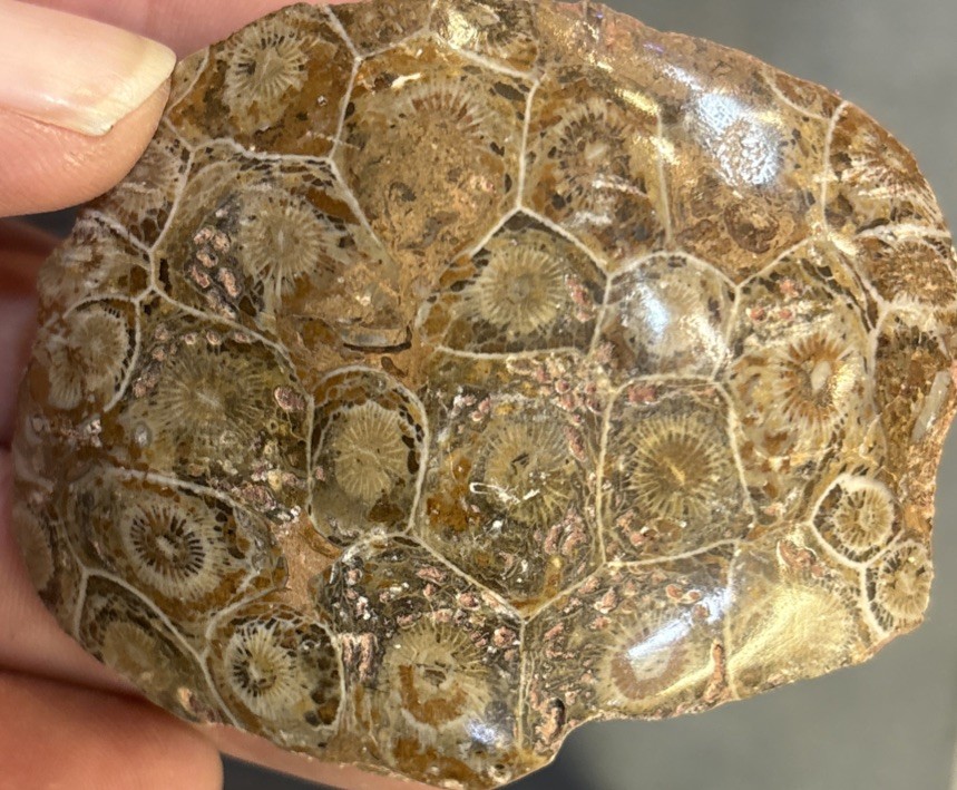 Petrified Coral End Polished