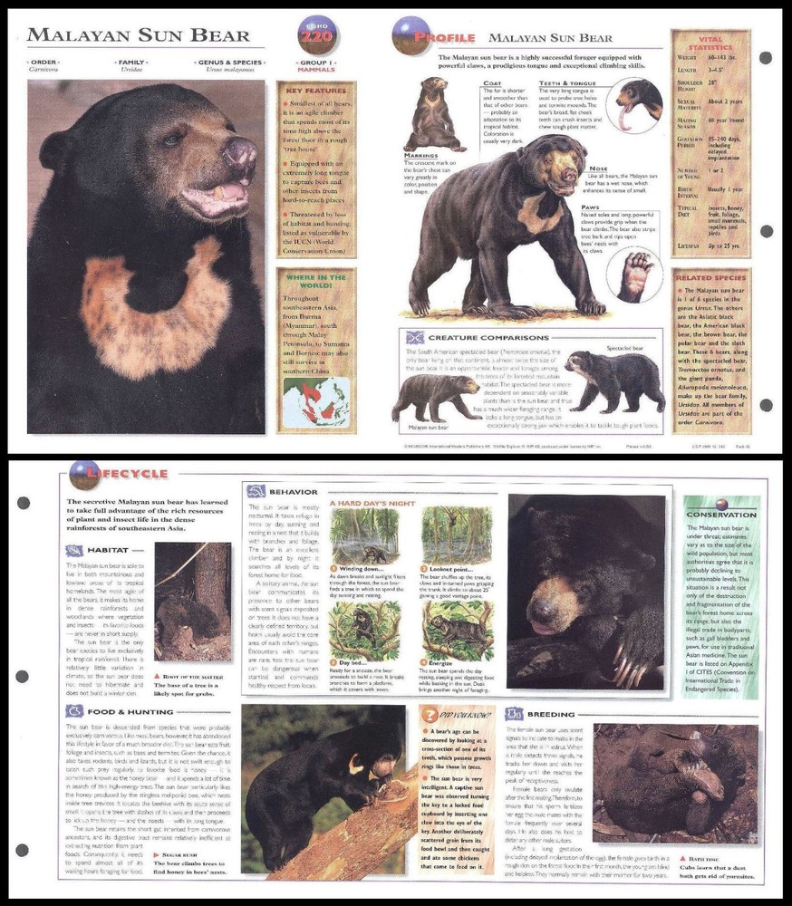 Fold-Out Sheet - Malayan Sun Bear - 220