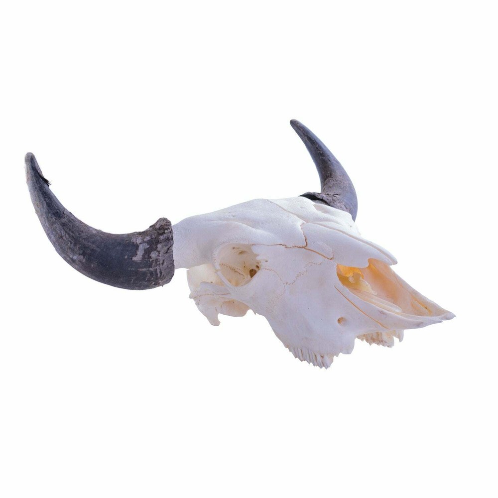 Real Bone Buffalo (Bison) Skull with Free Shipping