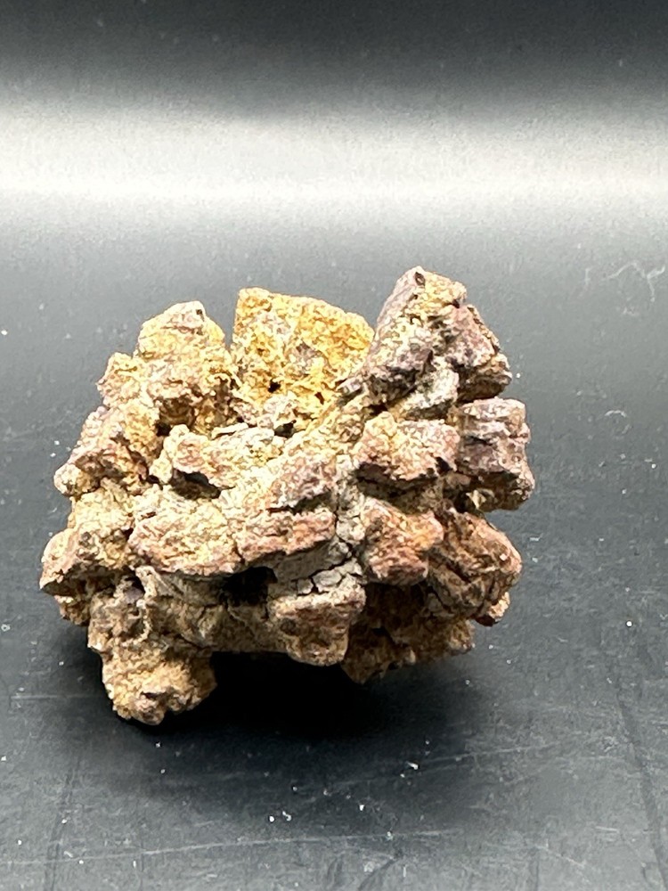 Dinosaur Coprolite -Fossilized- Genuine