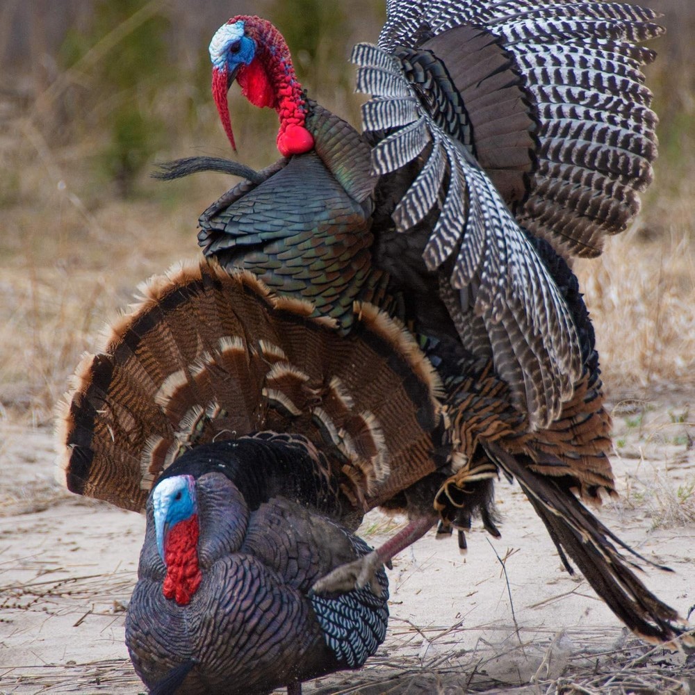 Apex Full Strut Tom Decoy with Stake System