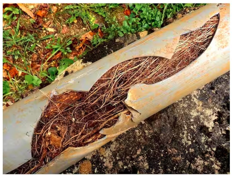 ZEP Root Kill, root killer, 32 oz.