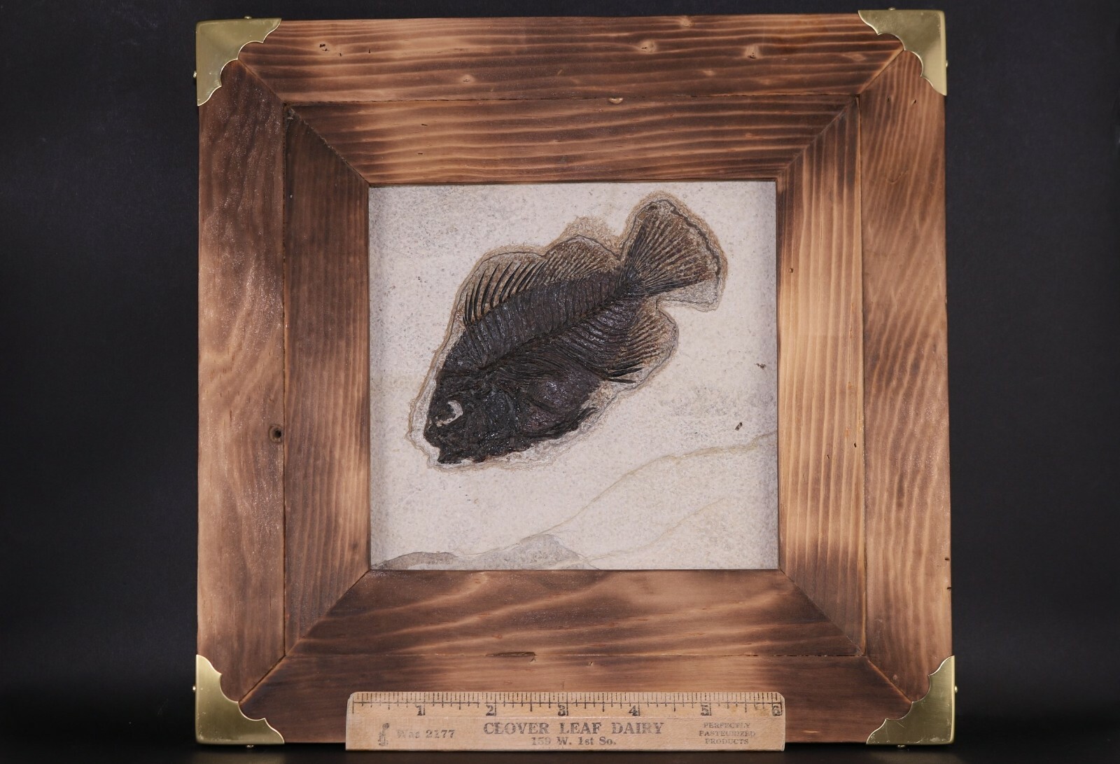 Fossil Fish Superb 5" Cockerellites Green River Formation Wyoming WY COA 10707