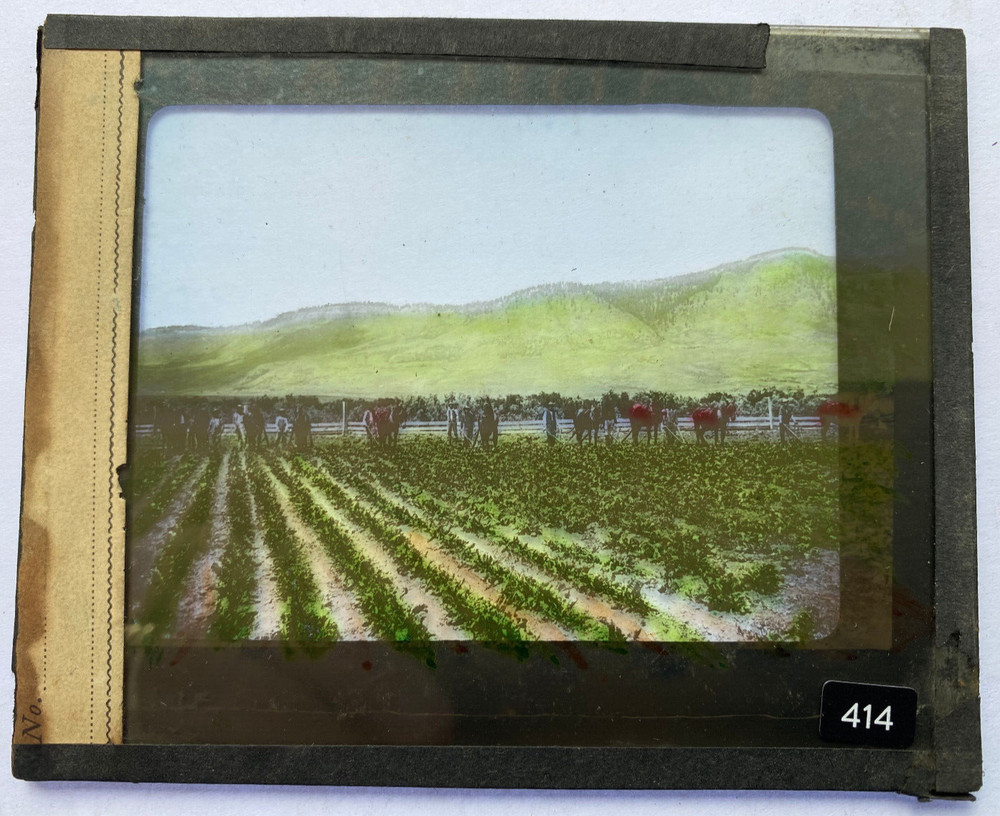 COLORED MAGIC LANTERN SLIDE 414 PICKING STRAWBERRIES ORE.? 1900s