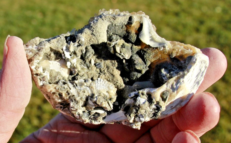 Fluorescent Fossil Crystal Clam from Ruck's Pit, Florida • Mercanaria permanga