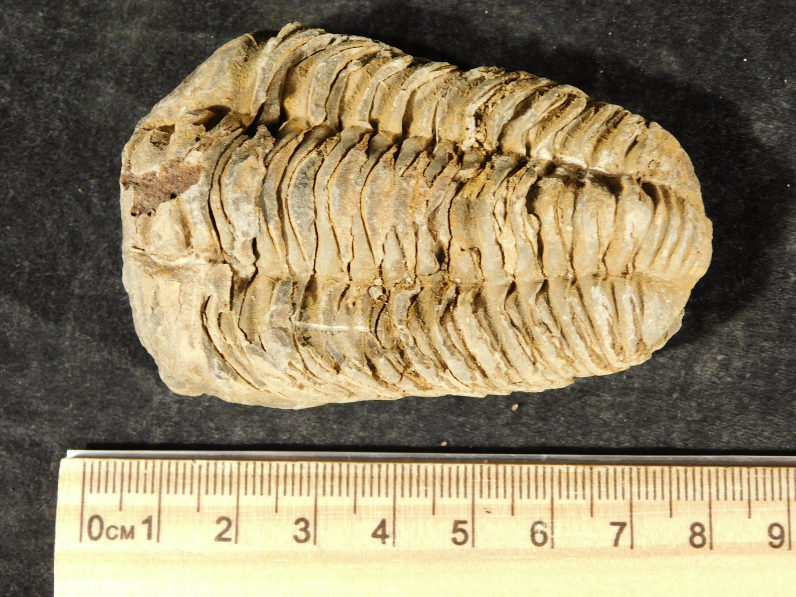 Big! 460 MILLION Year Old! Flexicalymene TRILOBITE Fossil Morocco 2.31