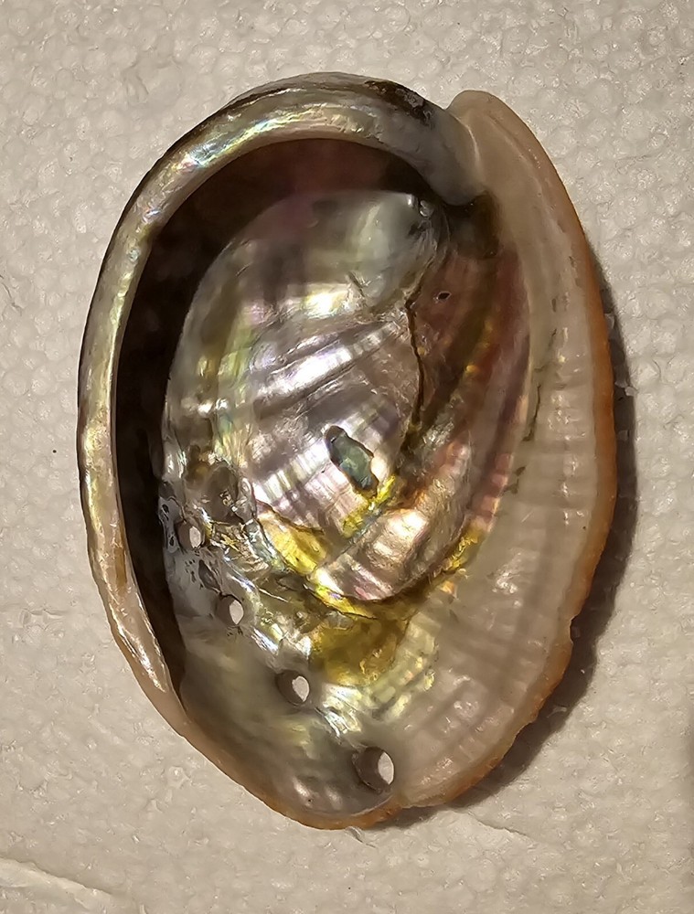 Abalone Sea Shell One Side