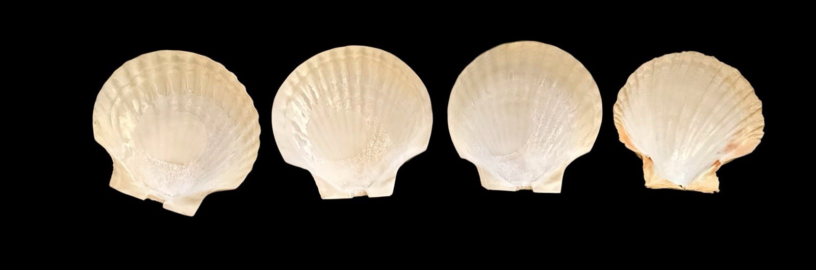 Lot Of 4 VINTAGE 5" REAL CLAM SHELL Gulf Of America Aka Mexico