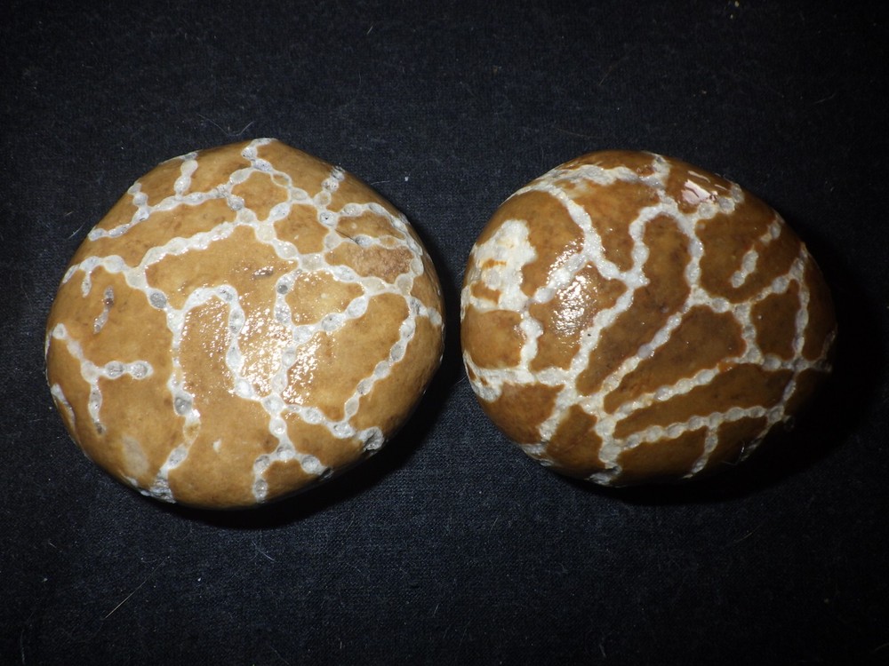 Chain Coral Halysites