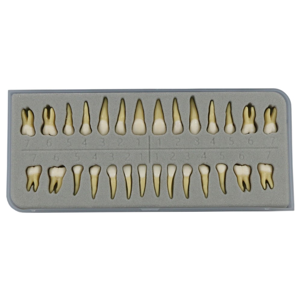 M7021 Standard Replacement Teeth 28Pcs Training Demonstration Study Teeth