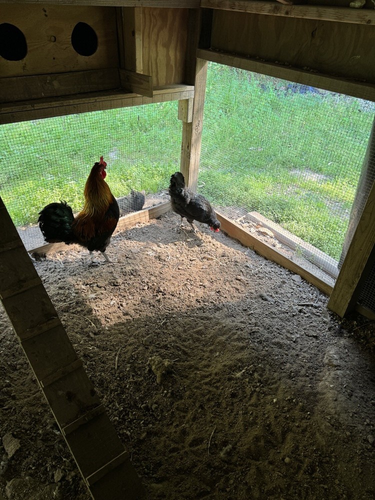 10 Shetland Hen Hatching Eggs🏅🏅Very Rare🏅🏅