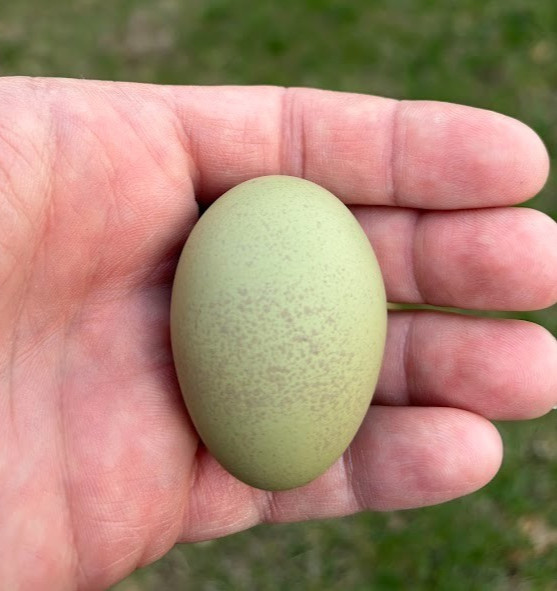 12 + Extras - F1 Olive Egger Hatching Eggs (NPIP# 34-785)