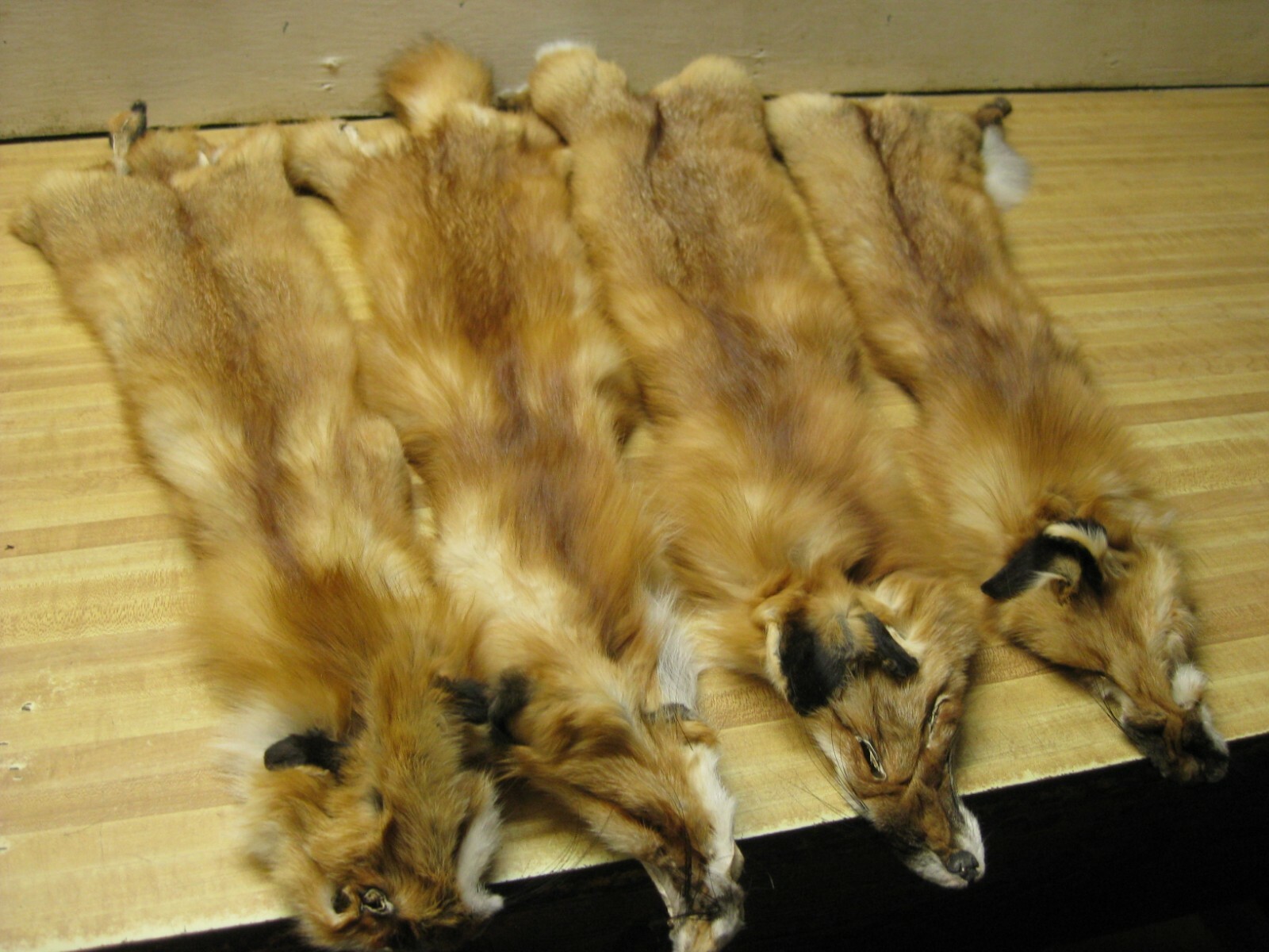 WEEKLY " SPECIAL " RED FOX XLG INVENTORY REDUCTION NO TAIL REDUCED