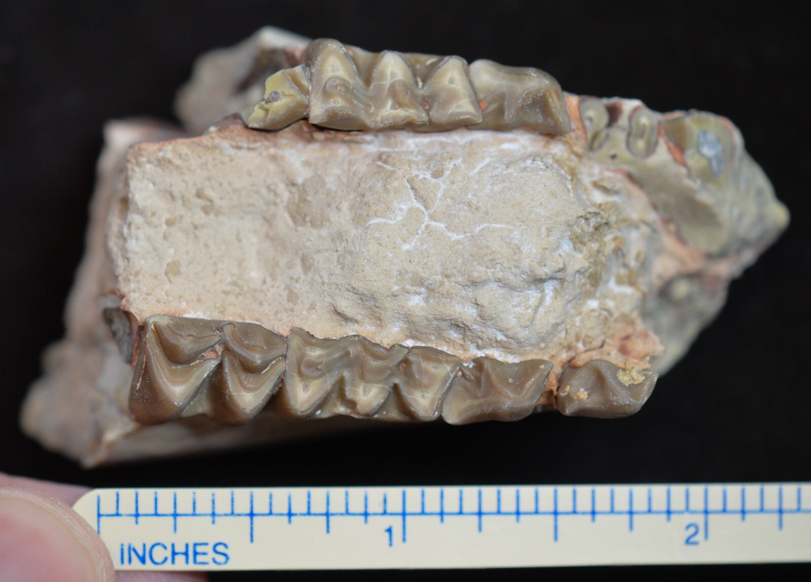 Juvenile Oreodont Jaw In Matrix Merycoidodon Fossil Badlands SD Oligo. O1554