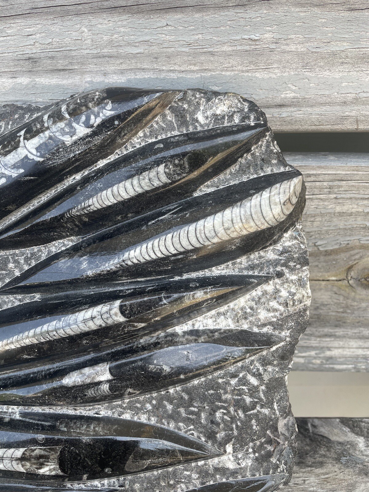 Polished Orthoceras Fossil Black Stone Slab Beautiful ❤️❤️❤️