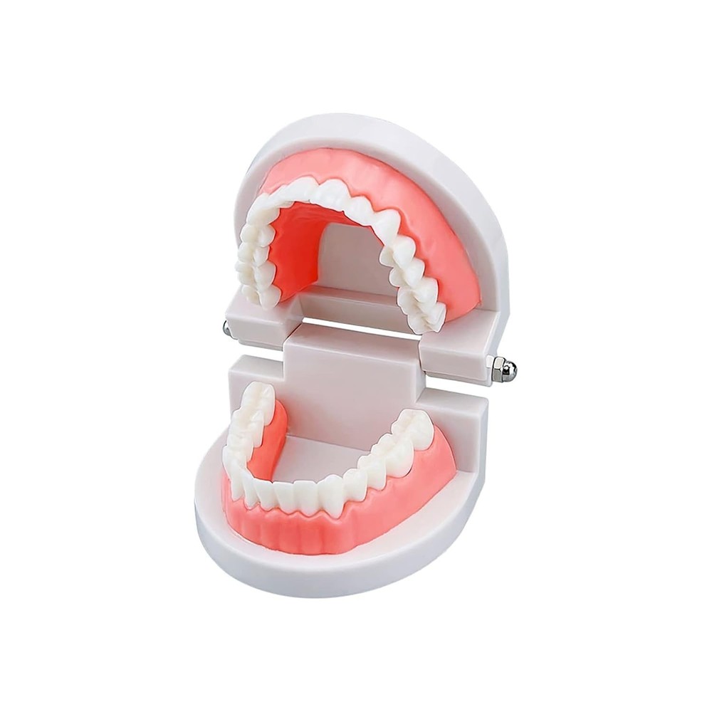 Highly Realistic 28 Teeth Typodont Model for Engaging Dental Hygiene Learning