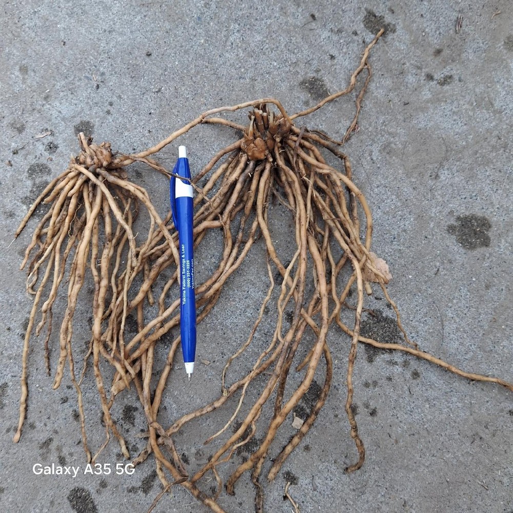 Twenty-five  2nd Year Asparagus Roots