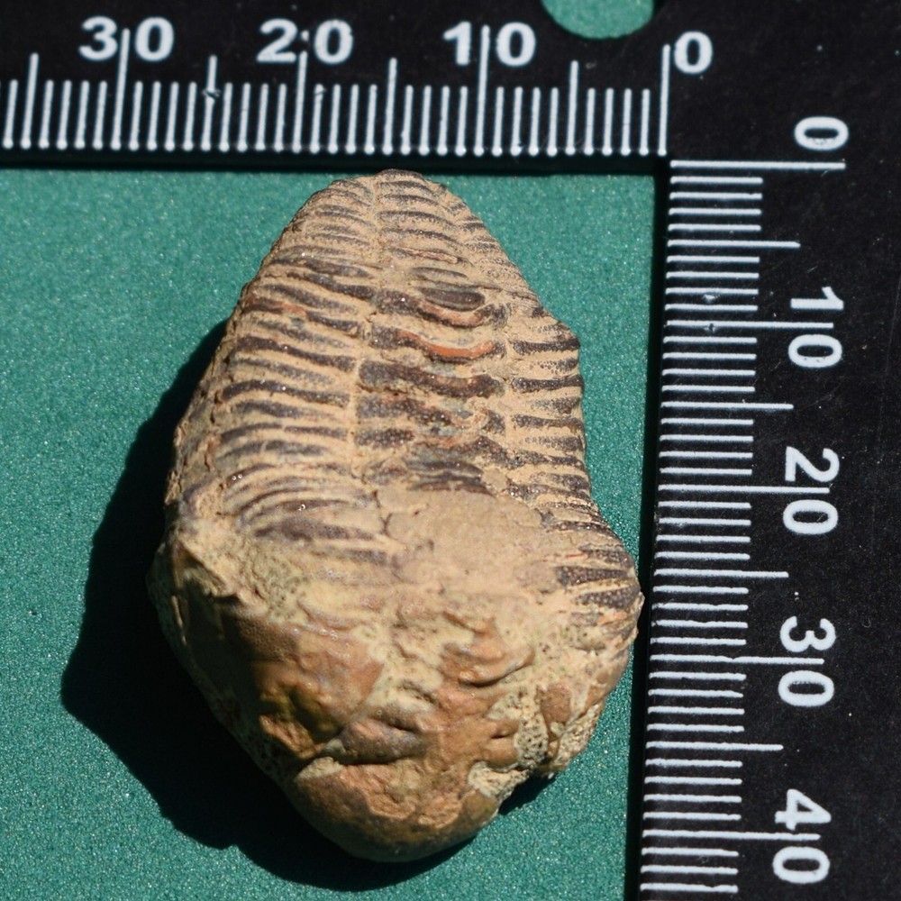 Trilobite fossil, Eldredgeia eocryphaeus: Bolivia devonian trilobite