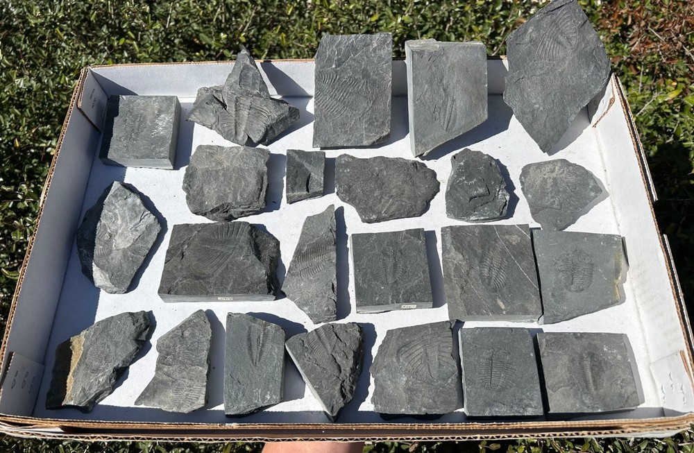 Washington Fossil Trilobites HUGE LOT Ogygopsis etc Metaline fm Bug in Matrix