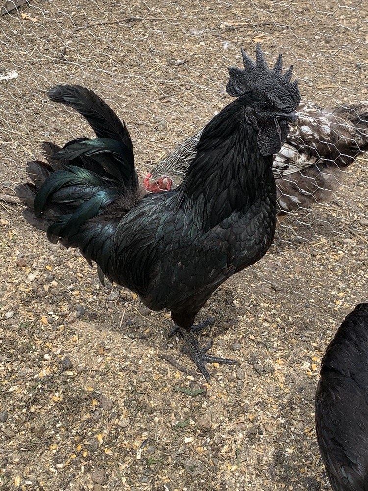 6 Ayam Cemani Hatching Eggs/ 6 Easter Egger Hatching Eggs