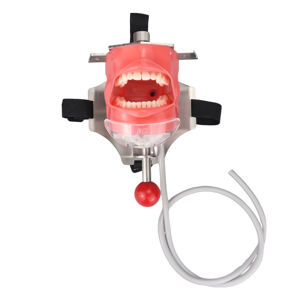 Dental Simulator Mannequin Head Teeth Model Teaching Practicing Head Mold desk