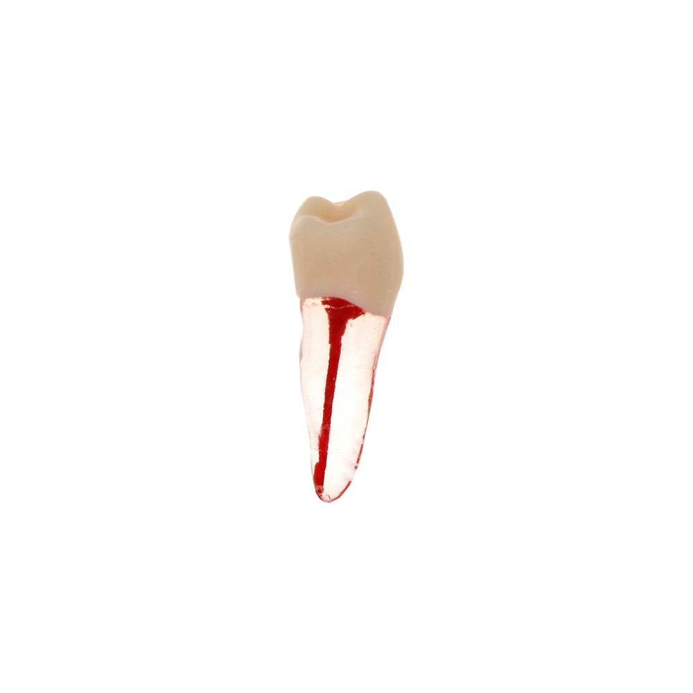 Dental Endodontic Root Canal RCT Practice Endo Teeth Model Pulp Study 7 Sizes