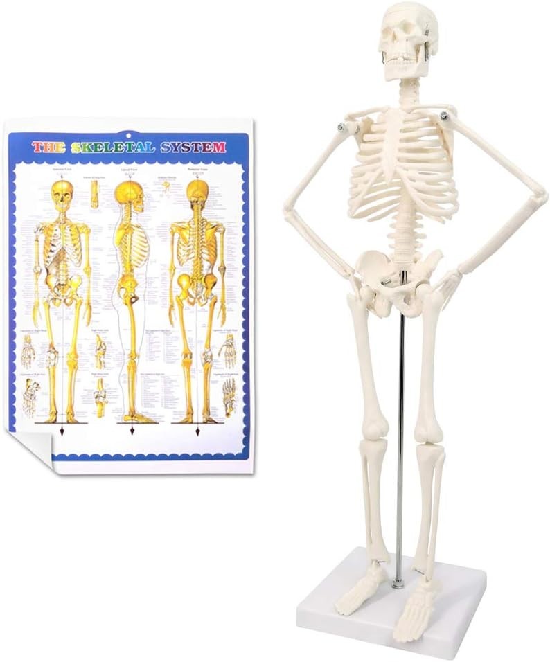 Educational 17.7” Anatomical Skeleton Model - Disassemblable for Hands-On Study