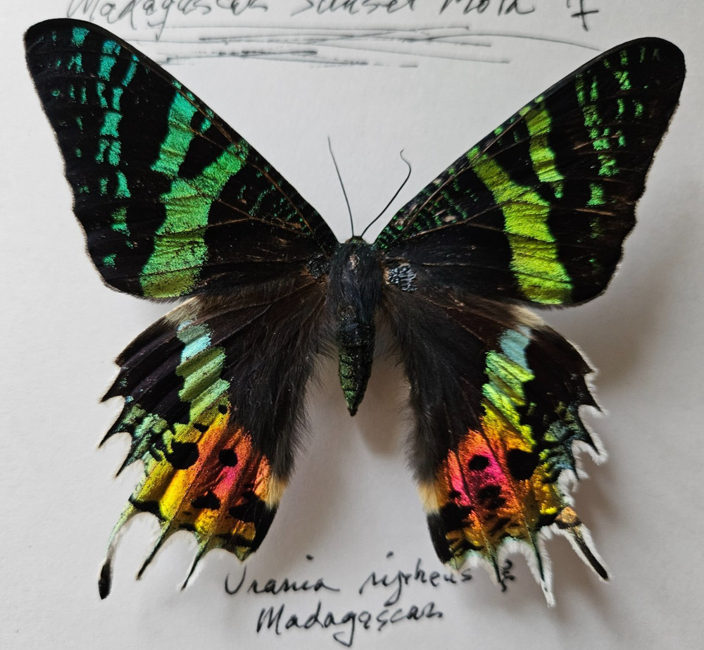 Urania ripheus - Expertly Spread Madagascar Sunset Moth