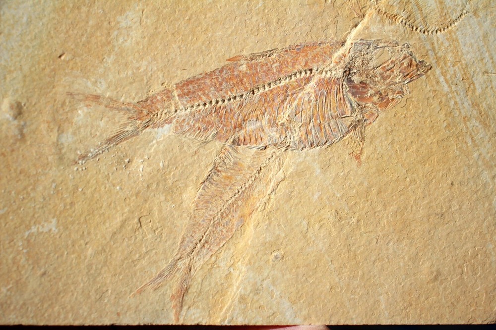 3 Fossil Fish • Complete Knightia eocena • 4.75"