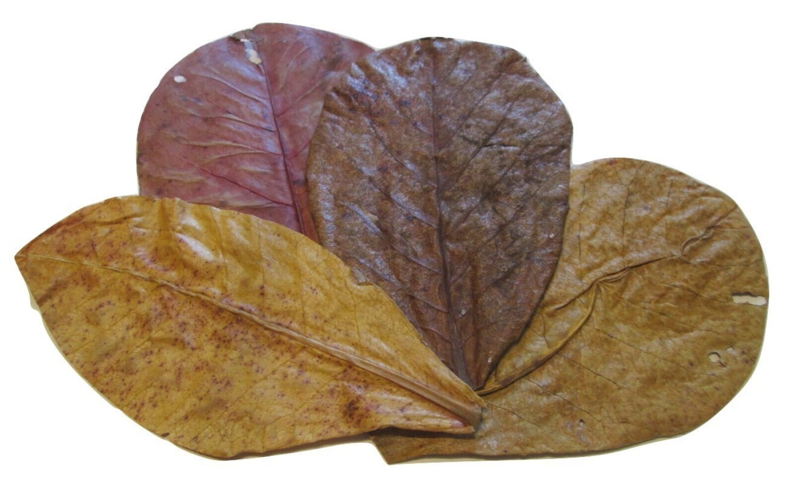 Large Indian almond leaves 7inch-10inch Catappa, Ketapang for shrimp Beta Fish