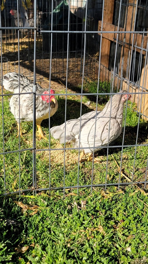 6+ Dark&Light Cornish &Splash Cornish Btm Hatching Eggs