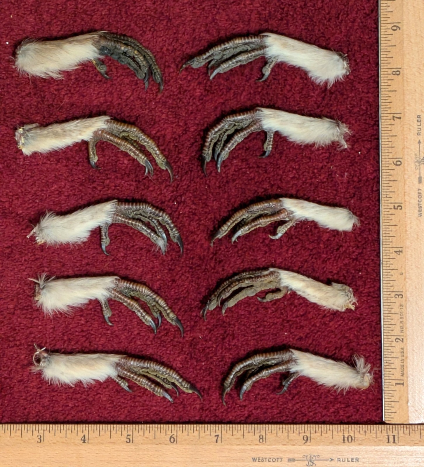 10 Dried Greater Prairie Chicken Feet Taxidermy, Bird, Occult Voodoo Witchcraft