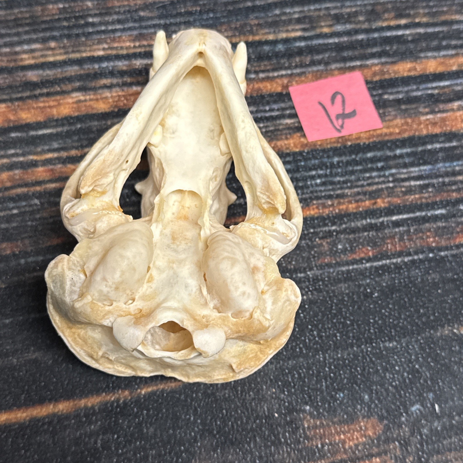 Real XL Badger Skull Unique Gift Halloween Craft Animal Mount Art Model Head Odd