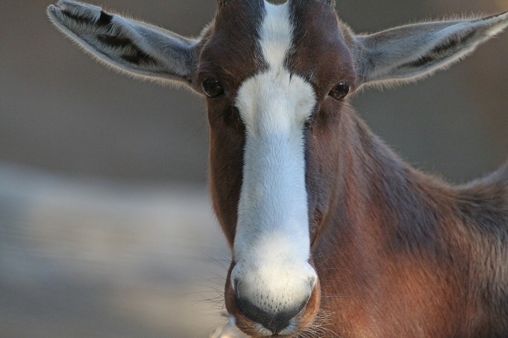 Bontebok Taxidermy Reference Photo Cd