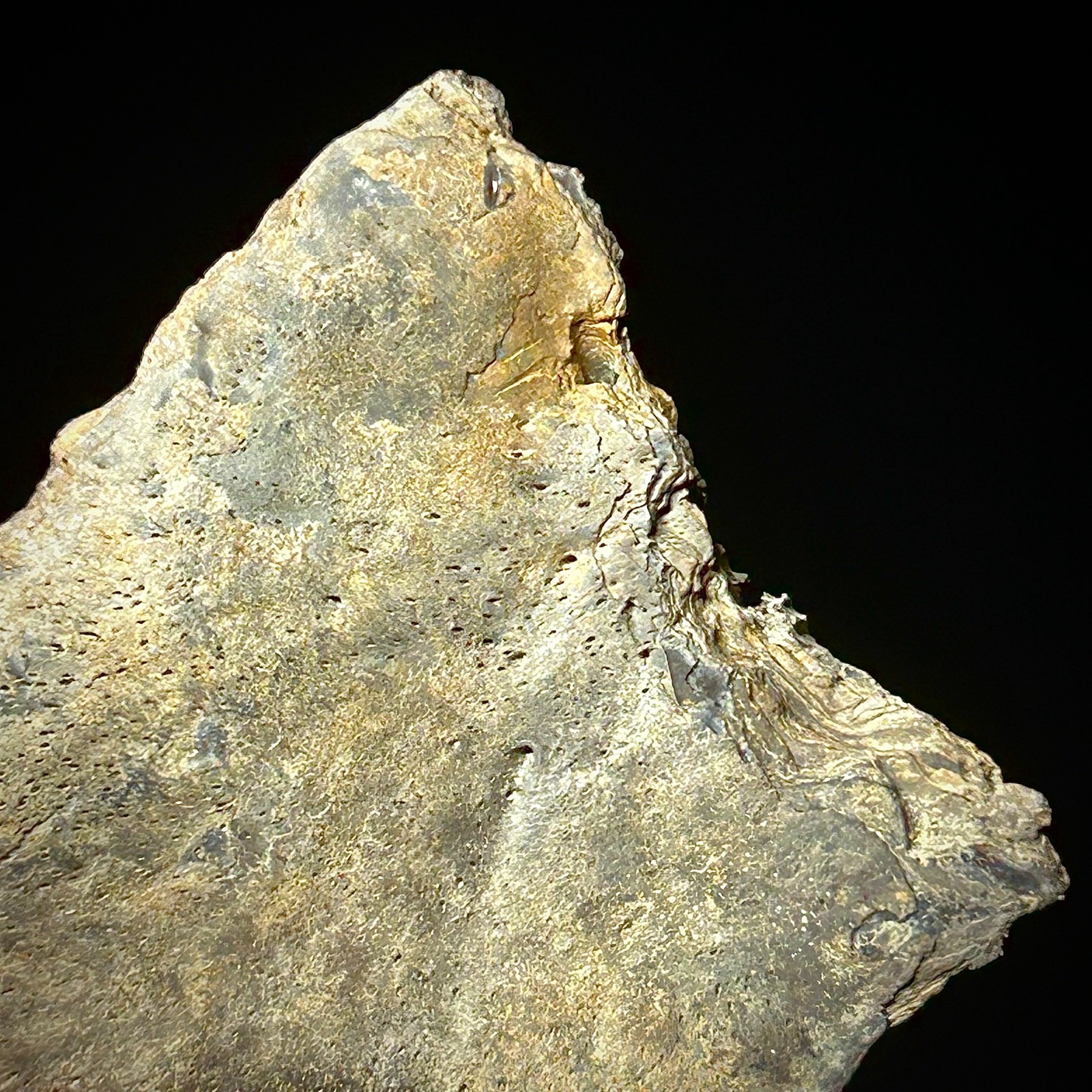 Atlantic Sturgeon Scute (Acipenser cf. oxyrinchus) 2.39" Bony Fish Fossil Dermal