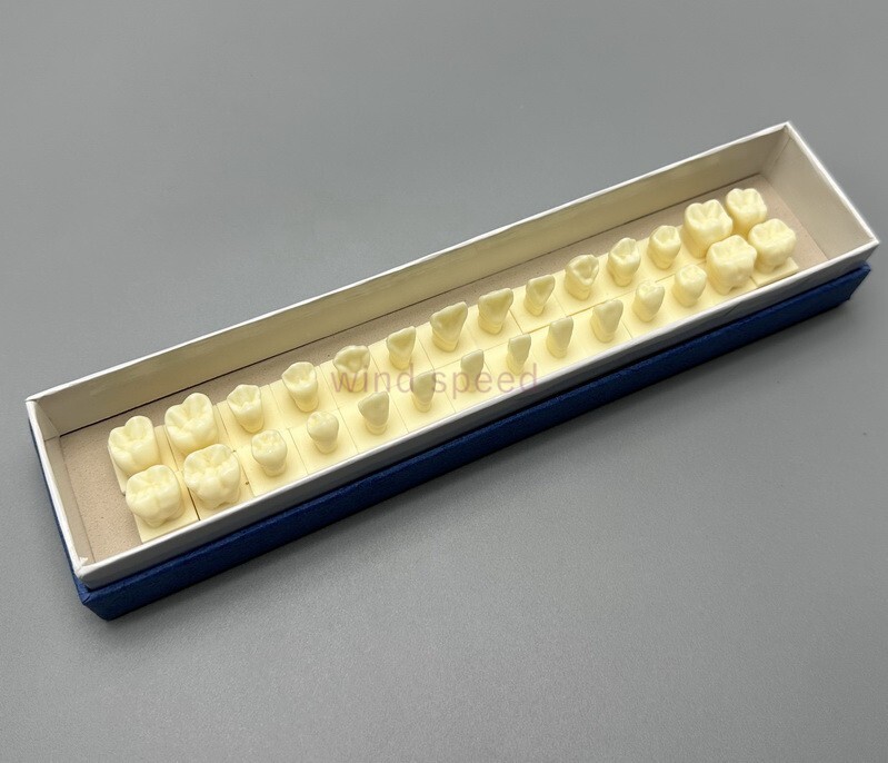 28pcs Permanent Teeth Model With Base 1:1 Resin Natural size Anatomical Models