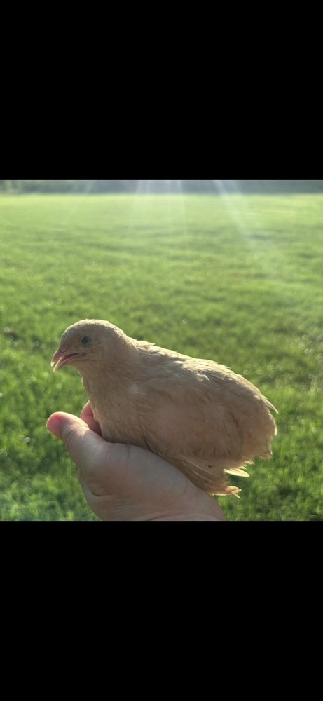 30+ **RARE COLORS** Celadon Blue Coturnix Quail Hatching Eggs