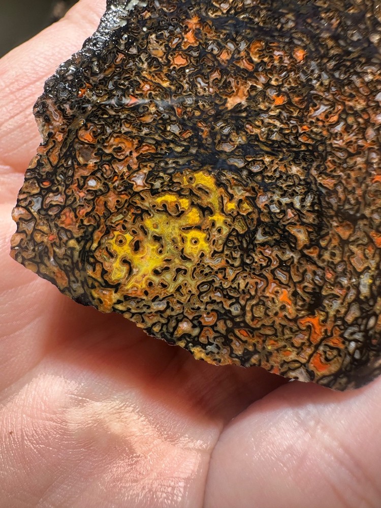 Dinosaur bone rough **hxtled end cut.