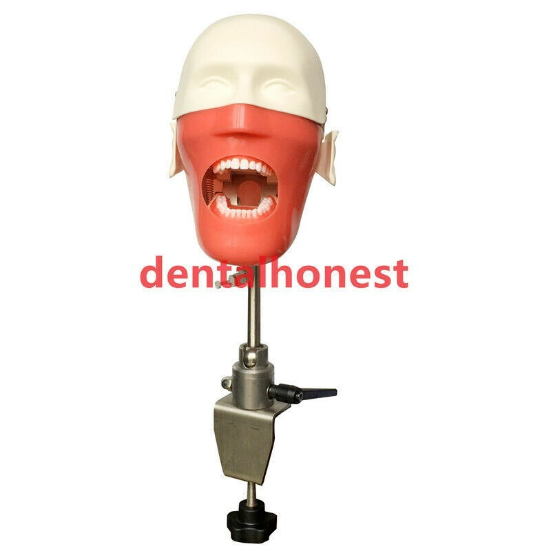 Dental Manikins Models Phantom Head Teaching Learning Dental Student Model