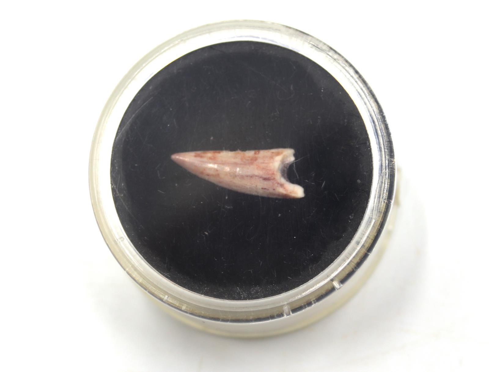 Coelophysis Dinosaur Tooth Fossil Triassic 18304