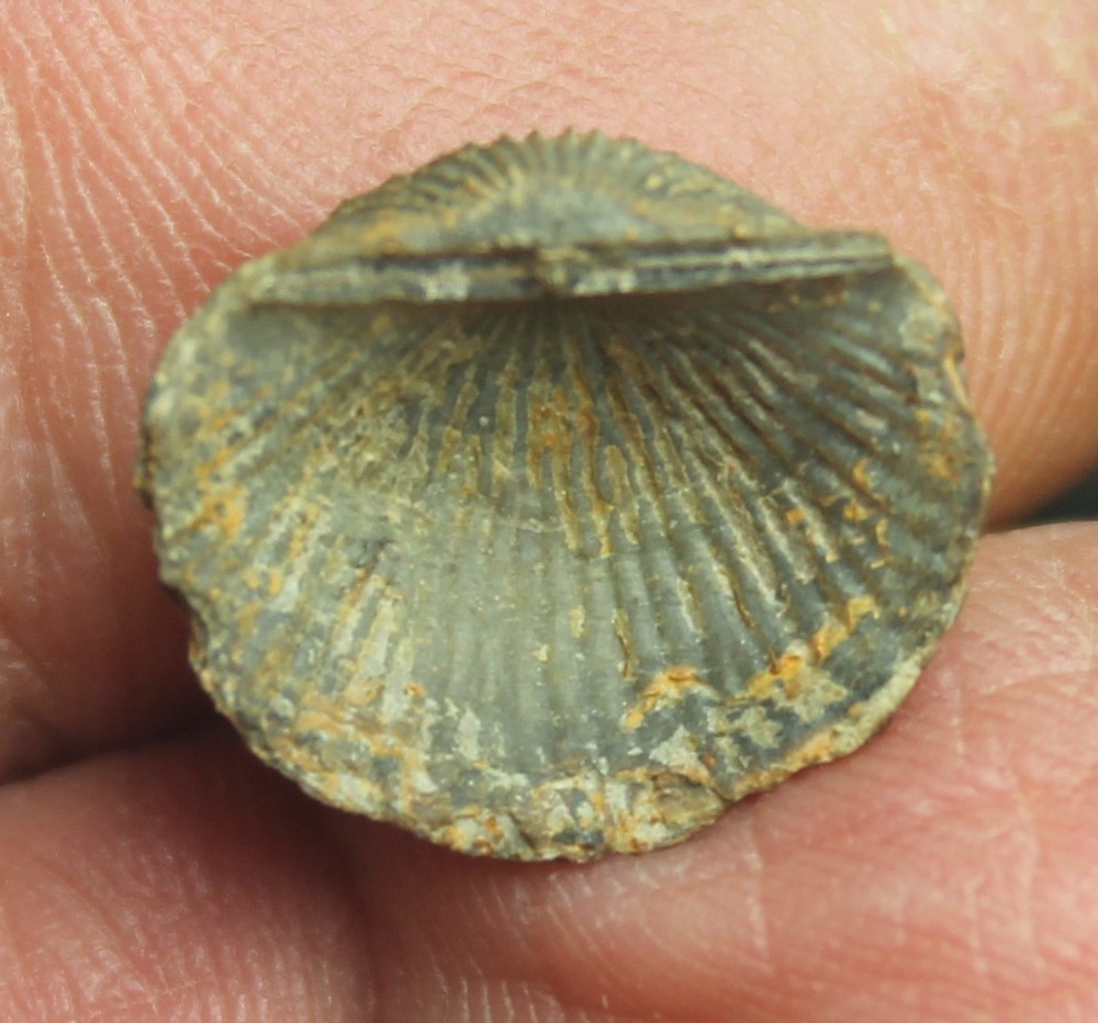 Devonaria zeuschneri - Rare Devonian fossil brachiopod