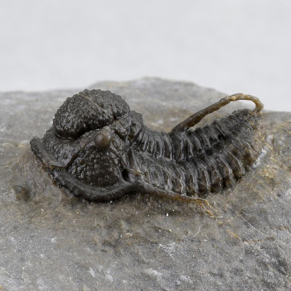 Fine trilobite Cyphaspis sp.