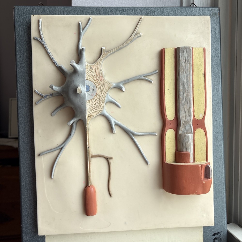 Neuron Model Nerve Cell Vintage German SOMSO