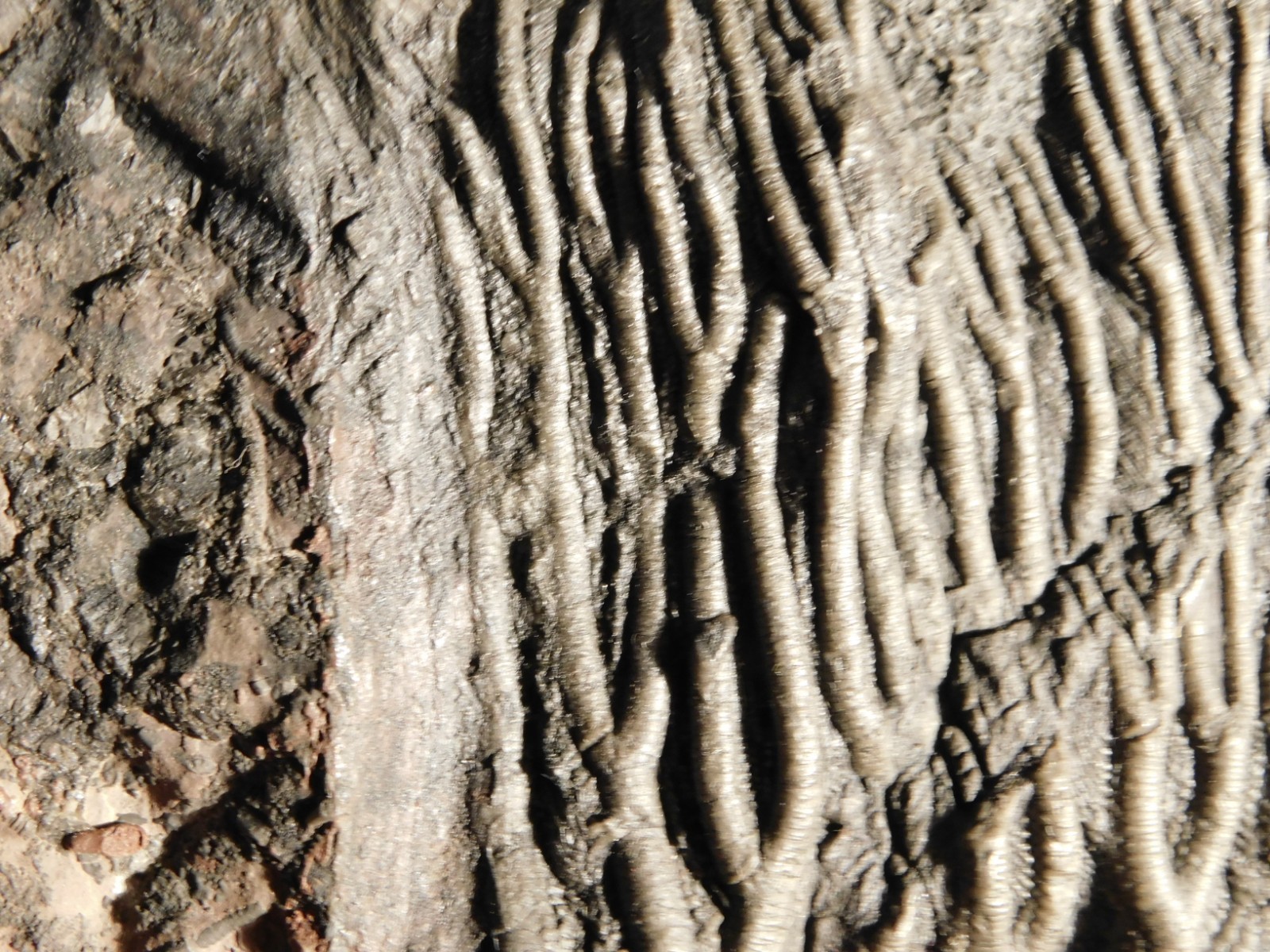 wOw BIG!! 430 Million Year Old! CRINOID Fossil or Sea LILY Fossil Morocco 1801gr