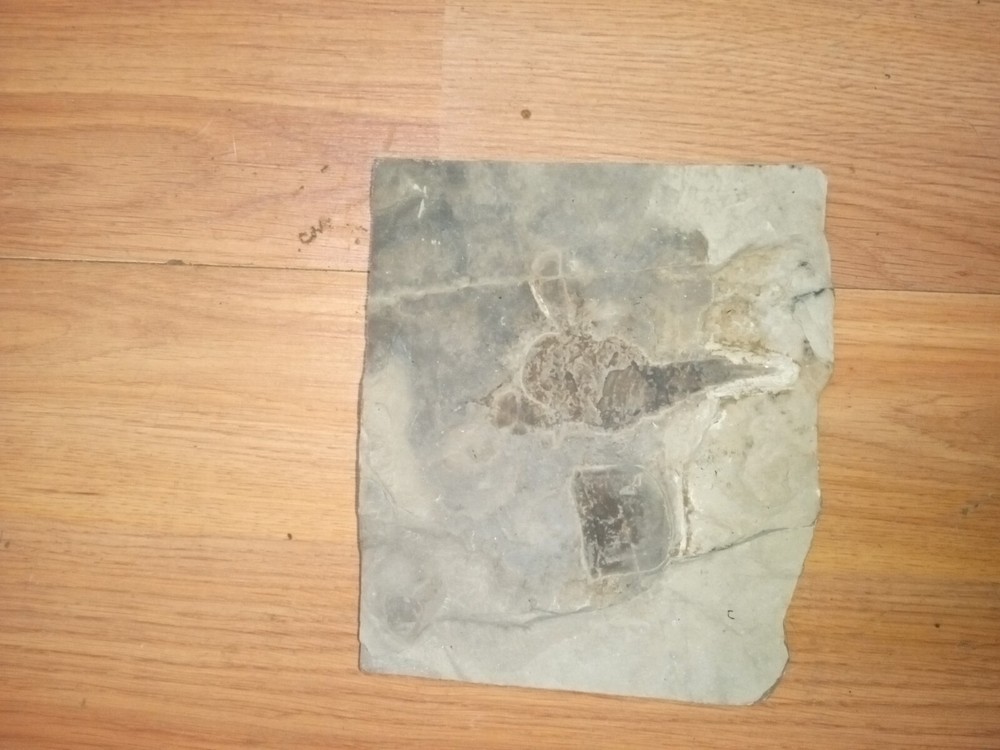 Fossilized Eruptured