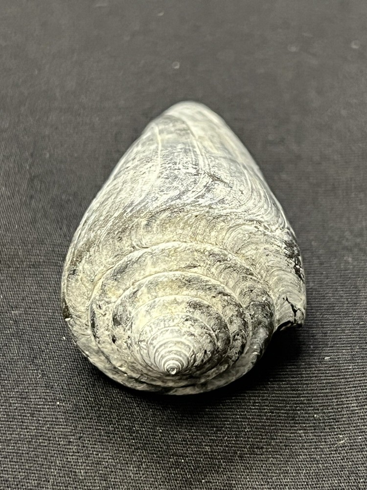 RARE Fossilized CONE Shell From Central Florida - Pliocene Era.