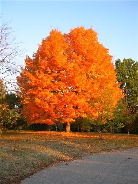 2 Sugar Maple Tree Bare-root (Acer saccharum)