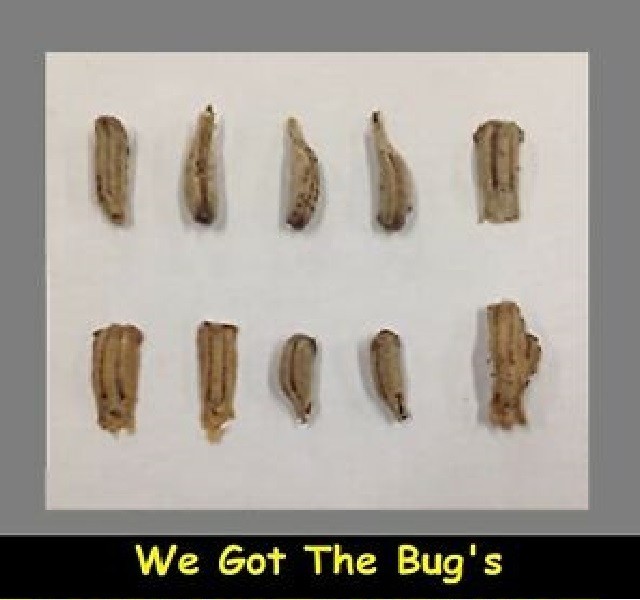 20 Freshly Harvested Carolina Praying Mantis Egg Cases Fresh Picked 2026 season.