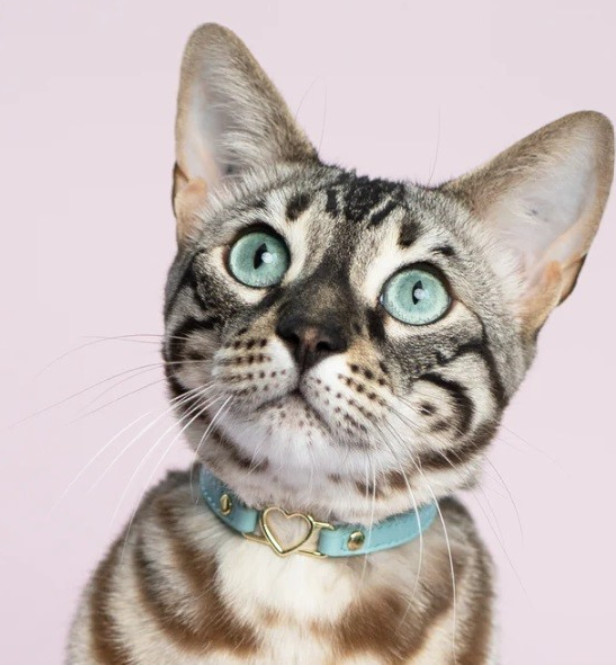 LOVEHOUND CAT COLLAR